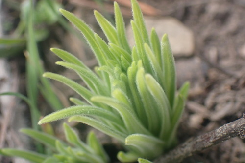 western stoneseed (Lithospermum ruderale)