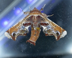 Eutelia pulcherrimus