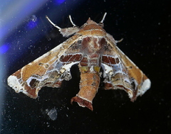 Eutelia pulcherrimus