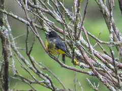 Spinus xanthogastrus