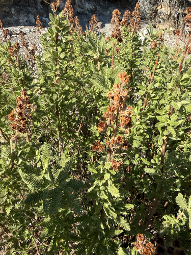 fernbush (Chamaebatiaria millefolium)