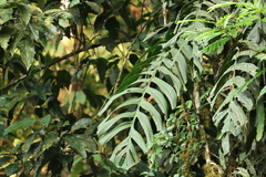 Monstera tenuis, photograph (c) er-birds, some rights reserved (CC BY)
