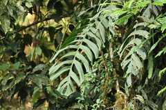Monstera tenuis, photograph (c) er-birds, some rights reserved (CC BY)