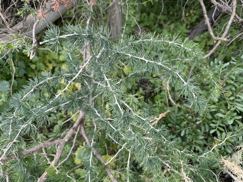 White asparagus (Asparagus albus)