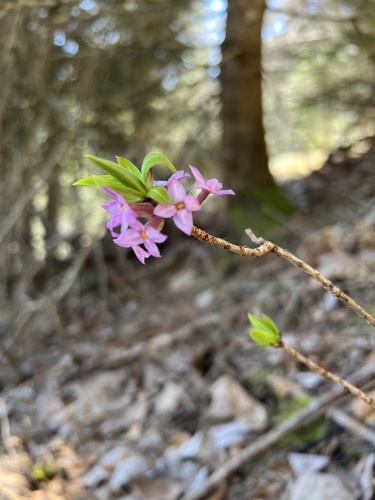 Daphne mezereum