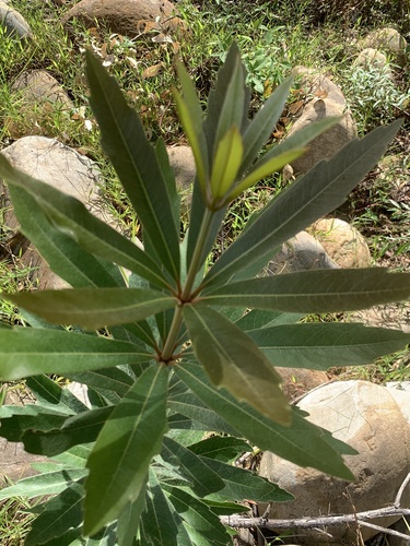 Wild Almond (Brabejum stellatifolium)