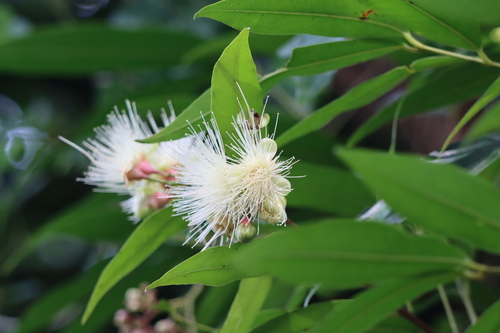 Syzygium observed 2026-01-22