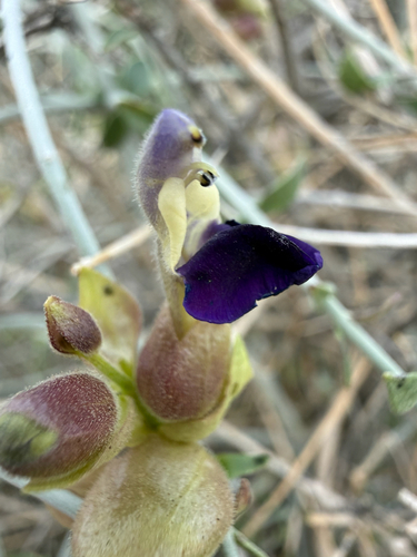 Paperbag Bush (Scutellaria mexicana)