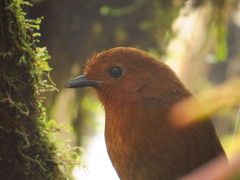 Grallaria alvarezi