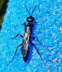 Chlorion hemiprasinum