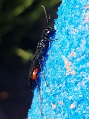 Chlorion hemiprasinum