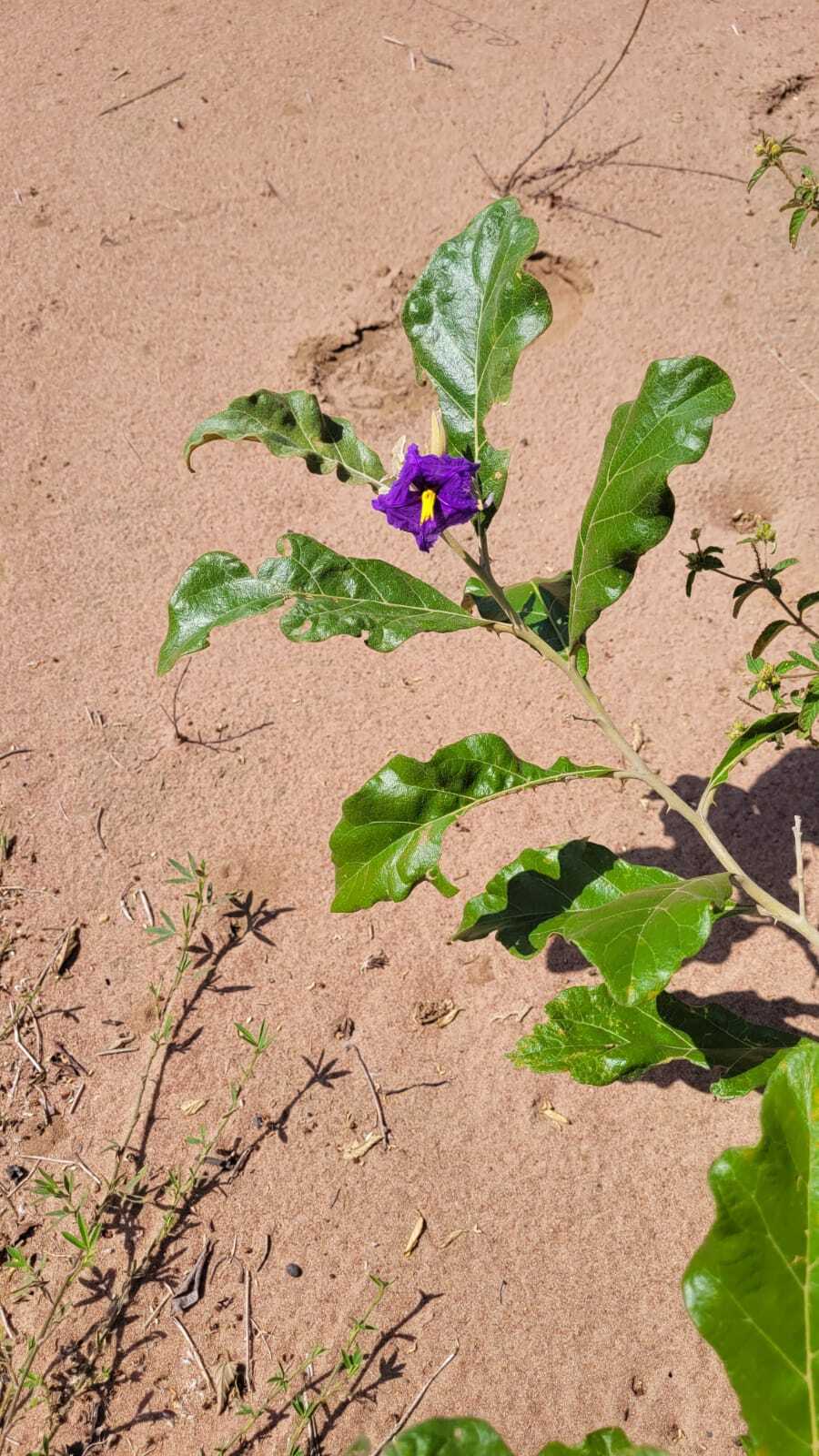 Solanum lycocarpum