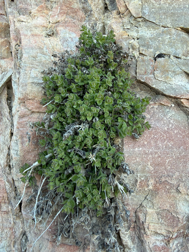 Dixie rockdaisy (Laphamia palmeri)