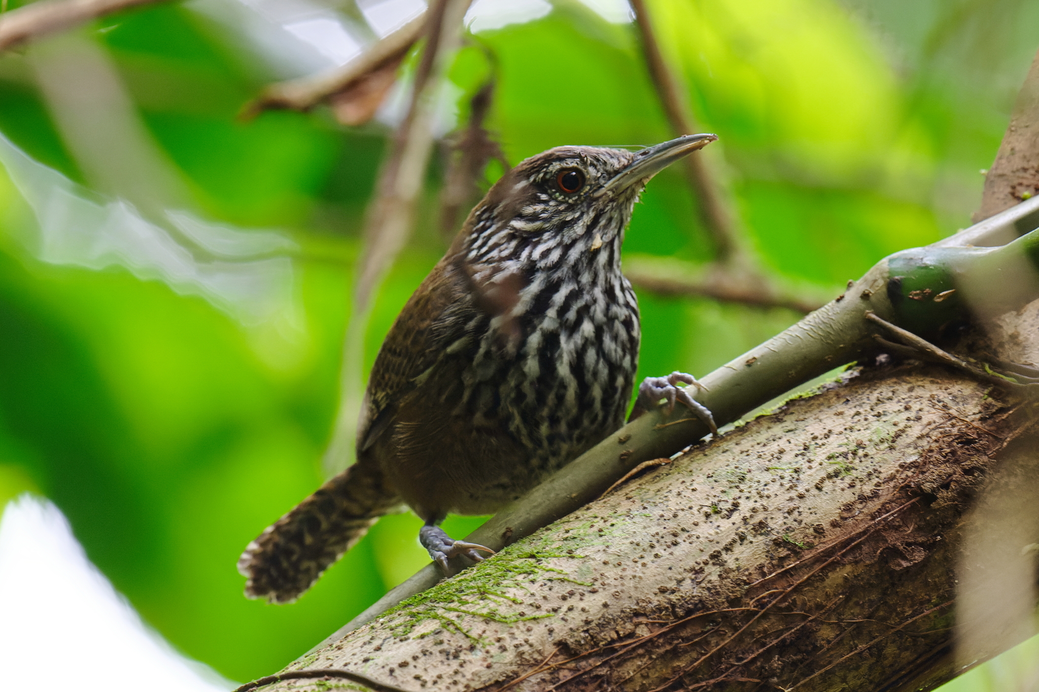 Stripe-breasted Wren (Cantorchilus thoracicus), photo 4