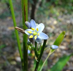 Dianella ensifolia