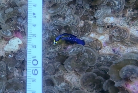 Bluebarred dottyback (Pseudochromis cyanotaenia) — Pseudochromidae