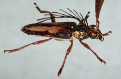 Piesarthrius marginellus