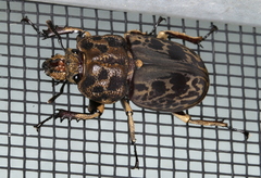 Ryssonotus nebulosus