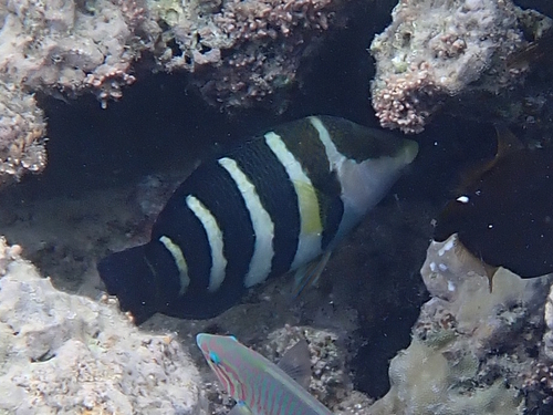 Hemigymnus sexfasciatus