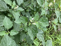 La Morelle Noire (Solanum nigrum)