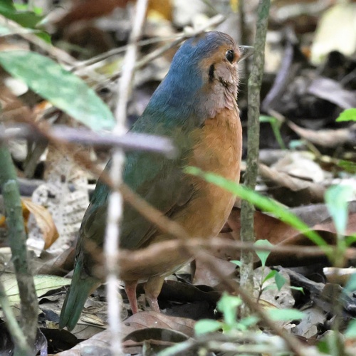 Blue-rumped Pitta (Hydrornis soror), photo 7