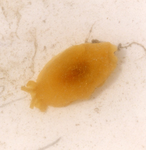 Side-gilled Seaslug