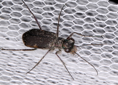 Myriochila semicincta