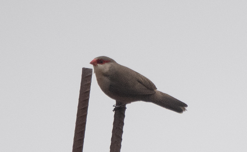 Common Waxbill