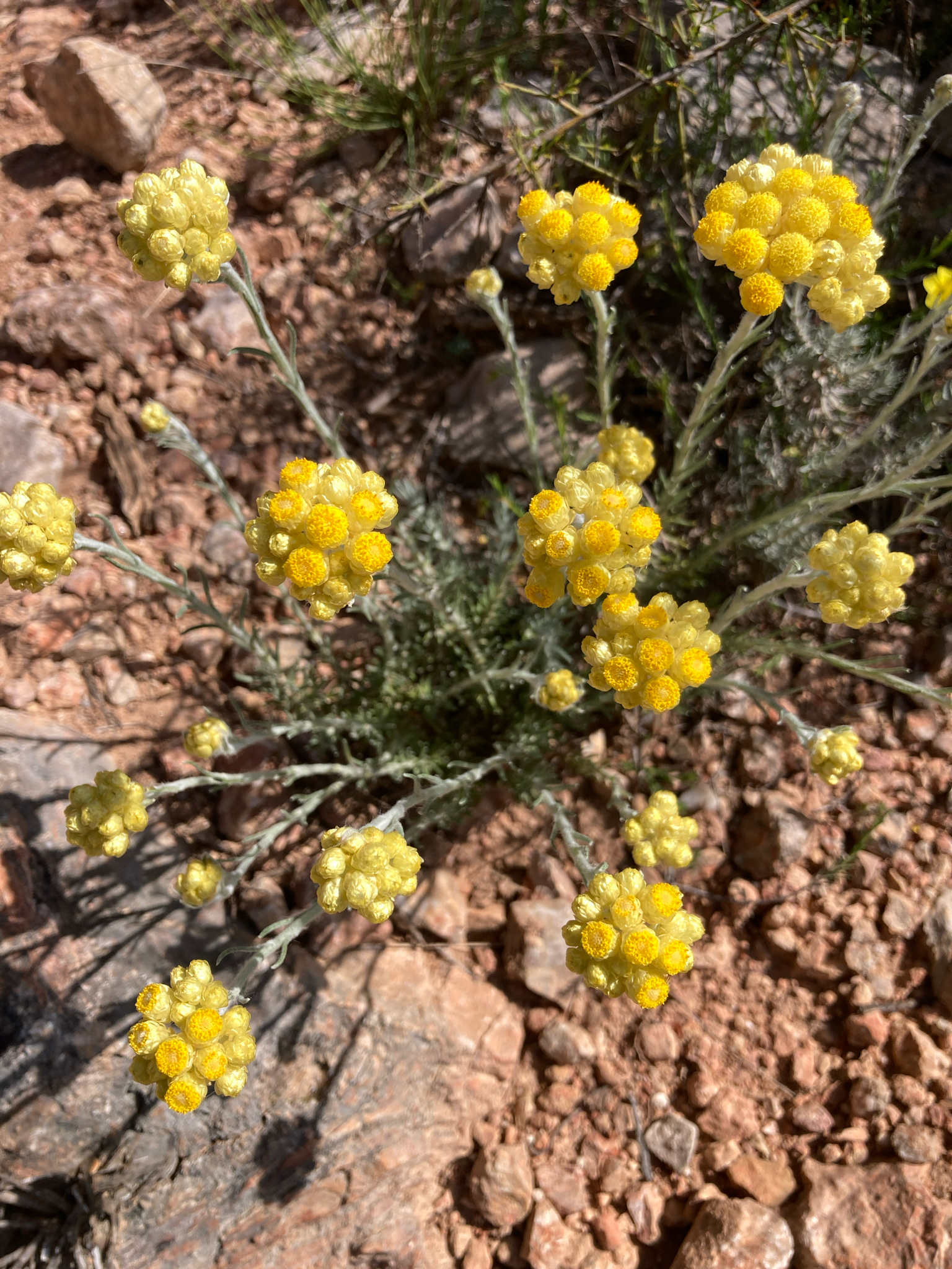 Yellow Amaranth (Helichrysum stoechas)