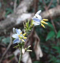 Dianella ensifolia