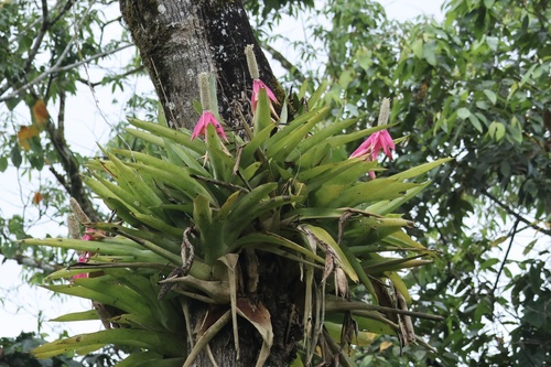 Aechmea mariae-reginae, photograph 3