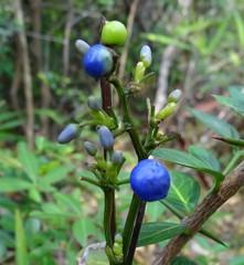 Dianella ensifolia