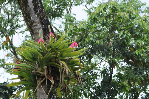 Aechmea mariae-reginae, photograph 4