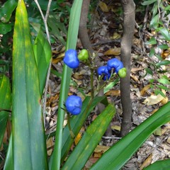 Dianella ensifolia