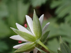 (c) Evan M. Raskin, some rights reserved (CC BY) Stellaria corei, photograph (c) Evan M. Raskin, some rights reserved (CC BY)