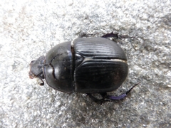 Geotrupidae
