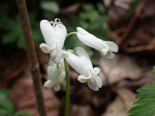 squirrel corn (Dicentra canadensis)
