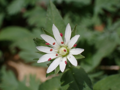 Tennessee Starwort (Stellaria corei)