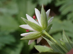 (c) Evan M. Raskin, some rights reserved (CC BY) Stellaria corei, photograph (c) Evan M. Raskin, some rights reserved (CC BY)