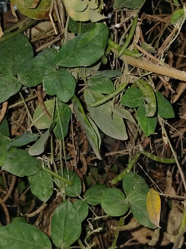 Teramnus labialis observed 2026-04-10