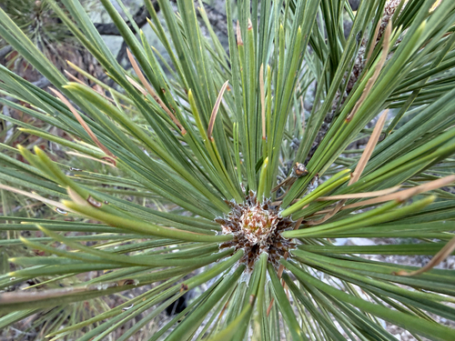 Rocky Mountains Ponderosa Pine (Pinus scopulorum)