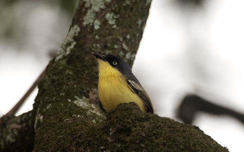 Common Tody-Flycatcher