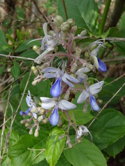 Rotheca serrata