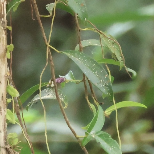 Pearl Laceleaf (Anthurium scandens)