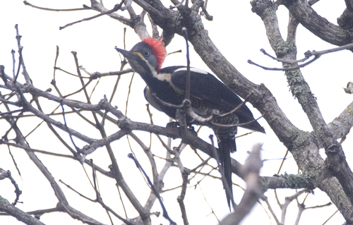 Lineated Woodpecker