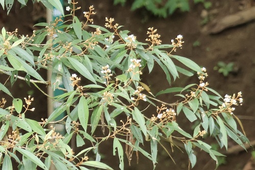 Canallito (Miconia xalapensis)