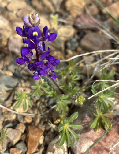 Yelloweyes (Lupinus flavoculatus)