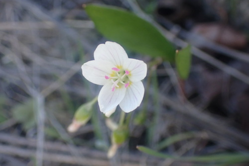 Lanceleaf Springbeauty (Claytonia lanceolata)