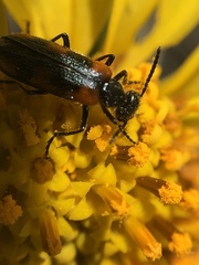 Eupompha elegans