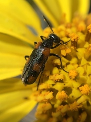 Eupompha elegans